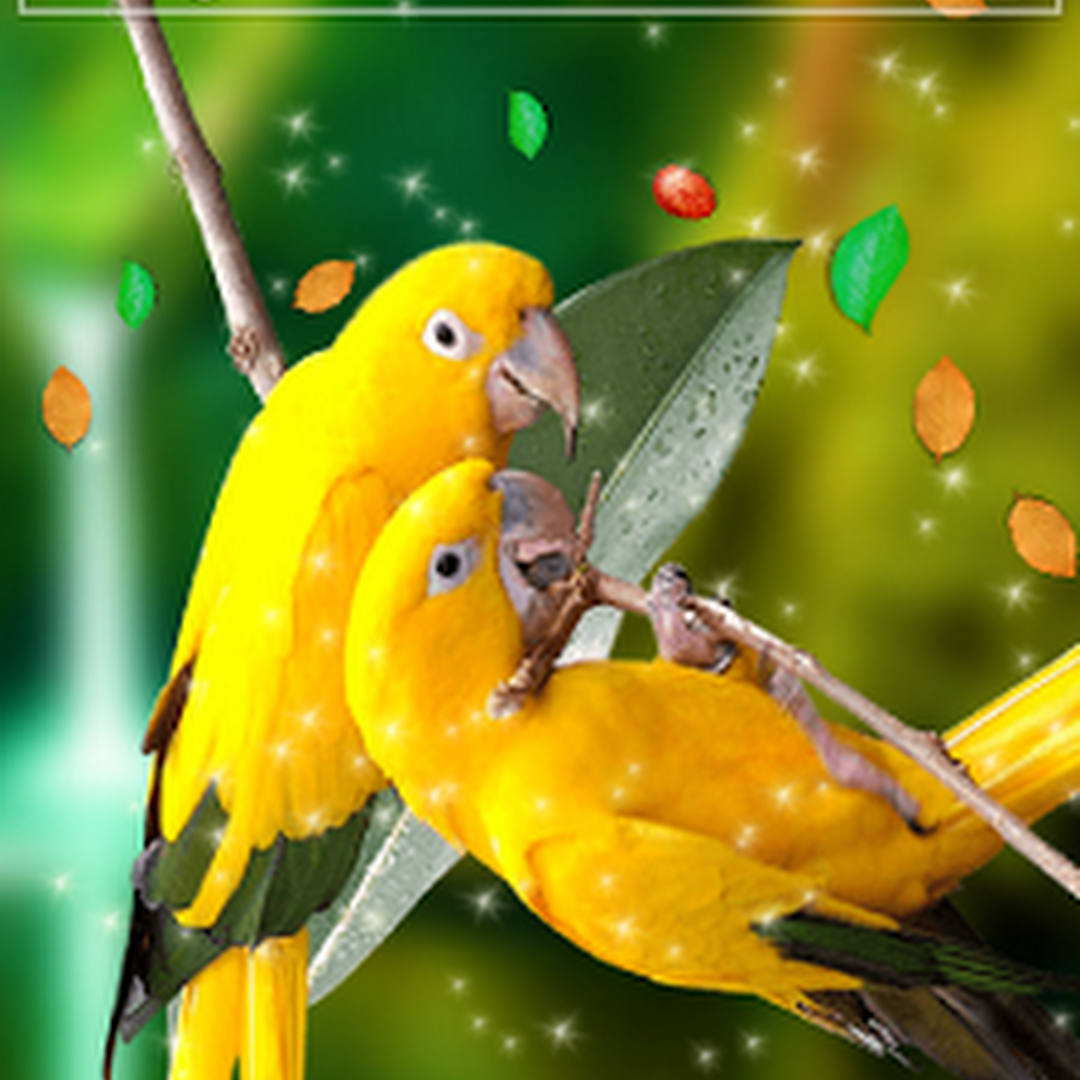 Free Download Android App Live Wallpaper