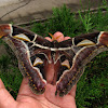 Edwards Atlas Moth