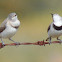 White-fronted chat