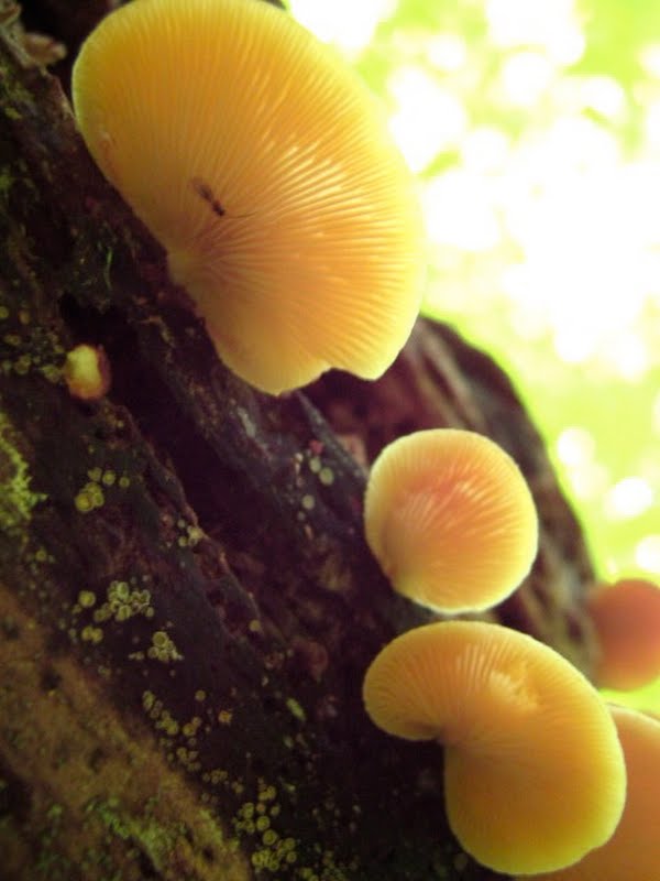 Mystery Mushroom C - view of gills