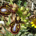 Orquidea abeja-espejo