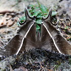 Moth