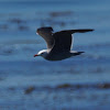 Heermann's Gull