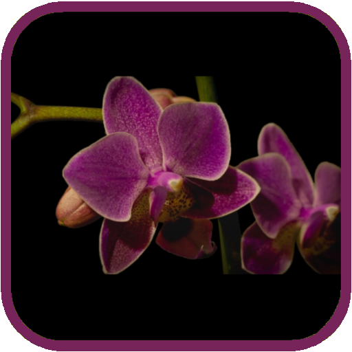 Orchids flowers Live Wallpaper LOGO-APP點子