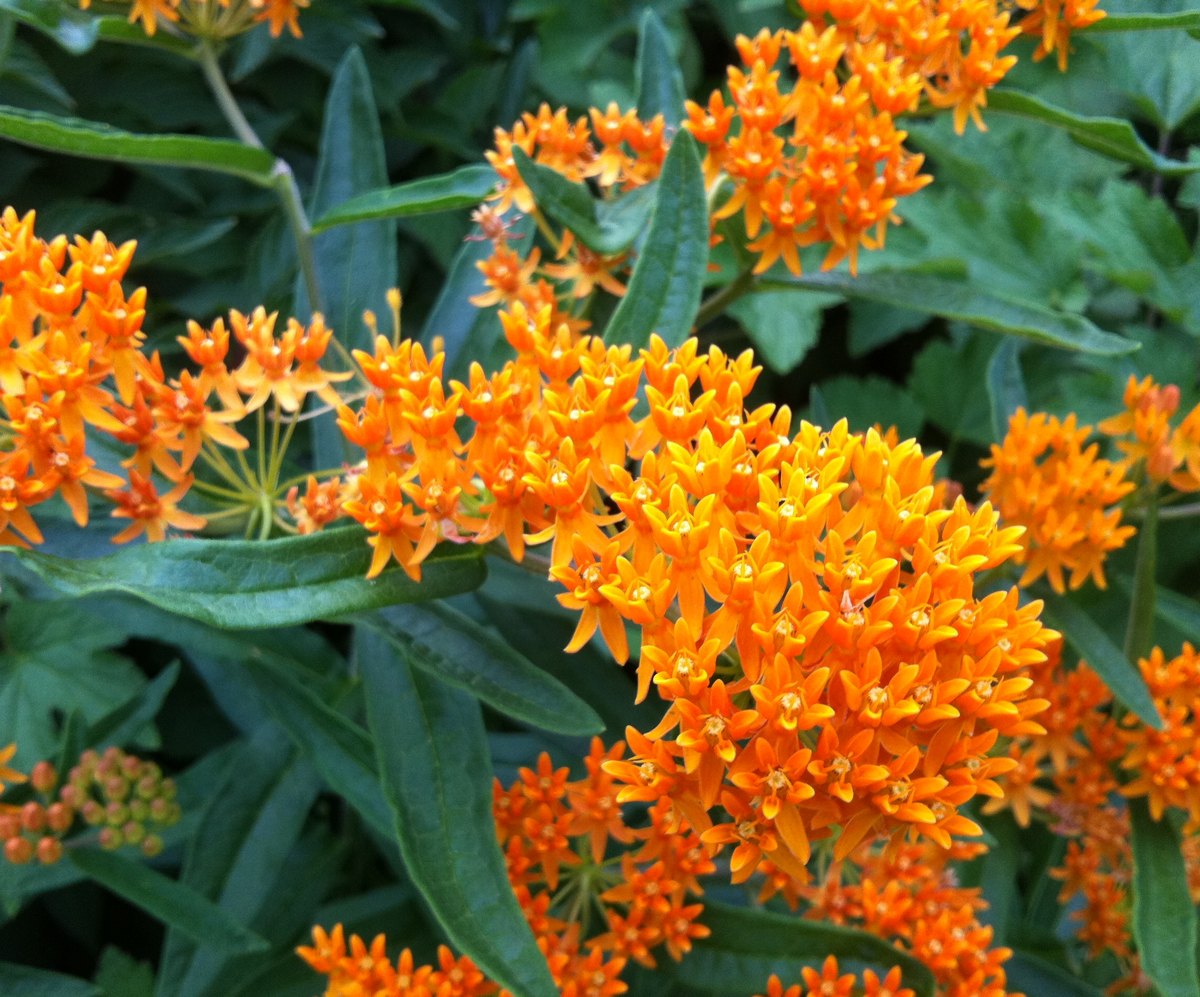 Mexican Butterfly Weed, Bloodflower, Scarlet Milkweed or Tropical