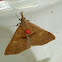 Moth (with red mite)