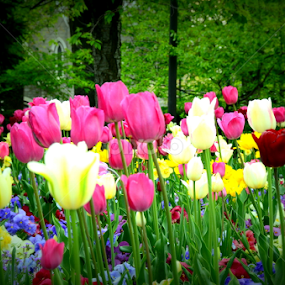 Tulip by Awesome Pics - Flowers Flower Arangements