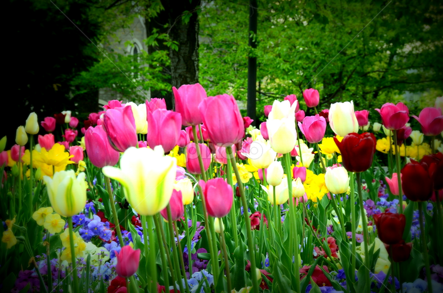 Tulip by Awesome Pics - Flowers Flower Arangements