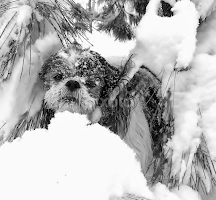 Can I come in now????? by Carolyn Kernan - Animals - Dogs Playing