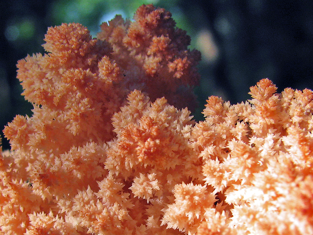 Pink Coral Tooth Fungus