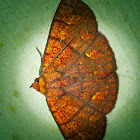 Antiblemma Moth