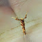 Gracillariidae Moth