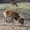 European Mouflon