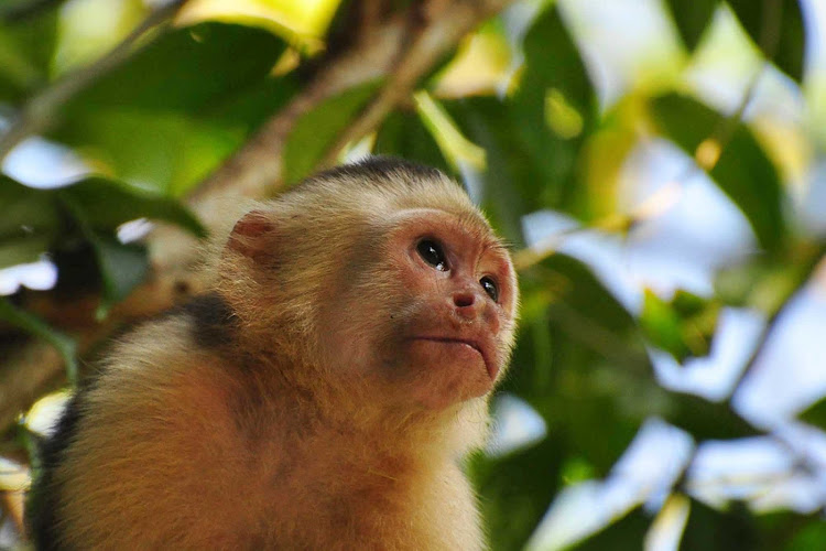 A white-headed capuchin in Rios, Costa Rica. 