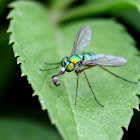 長足虻long-legged fly