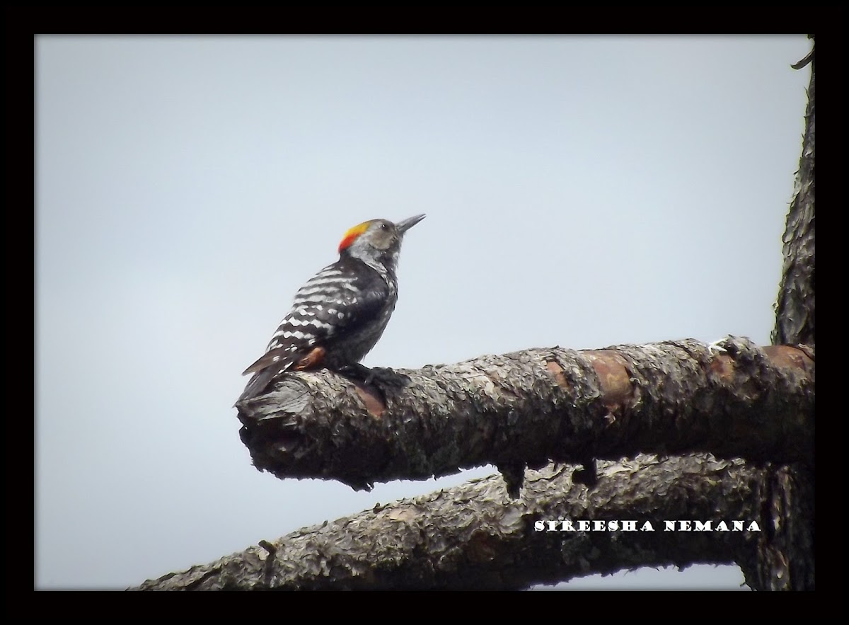 Brown-fronted Woodpecker