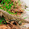 Monitor Lizard - Nile Monitor Lizard