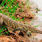 Monitor Lizard - Nile Monitor Lizard