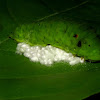 Parasitic Wasp Cocoons