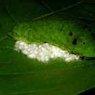 Parasitic Wasp Cocoons