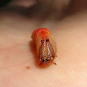 White-blotched Heterocampa (larva)