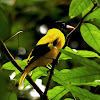 The Black-hooded Oriole