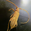Ivory Longhorn Beetle