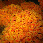 Sun Corals