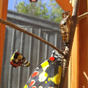 wood white butterfly emerging