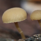 mushroom