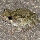 Gray tree frog