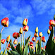 Tulipani HD Wallpaper