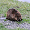 American Beaver