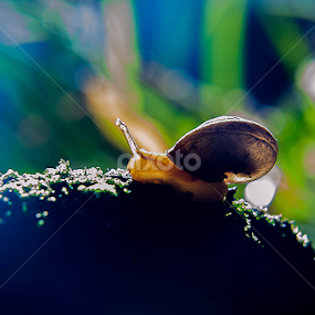 Morning Glory by Christian Lukman - Animals Other