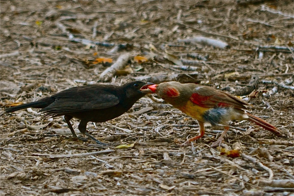 Cowbird fed by Cardinal