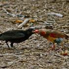 Cowbird fed by Cardinal