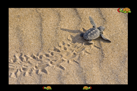 How to install my first game with turtles lastet apk for android