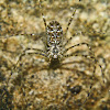 Lampshade Weaver Spider