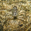Lampshade Weaver Spider
