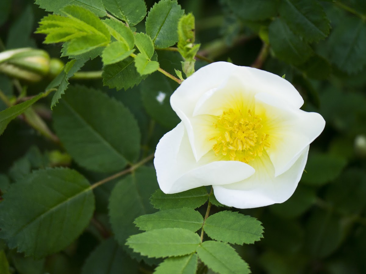 White Japanese Rose