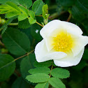 White Japanese Rose