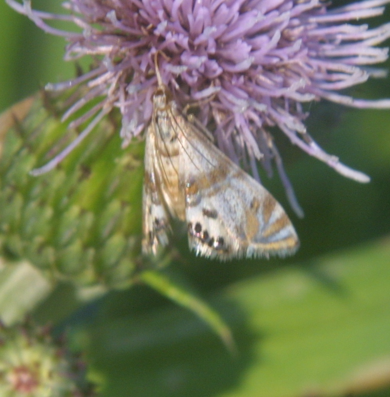 Two-banded Petrophila