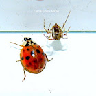 Asian Lady Beetle and American House Spider