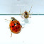 Asian Lady Beetle and American House Spider