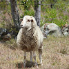 Angora Sheep