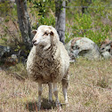 Angora Sheep