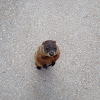 Groundhog, also known as a Woodchuck, Whistle-Pig, or in some areas as Land-Beaver