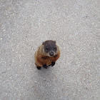 Groundhog, also known as a Woodchuck, Whistle-Pig, or in some areas as Land-Beaver