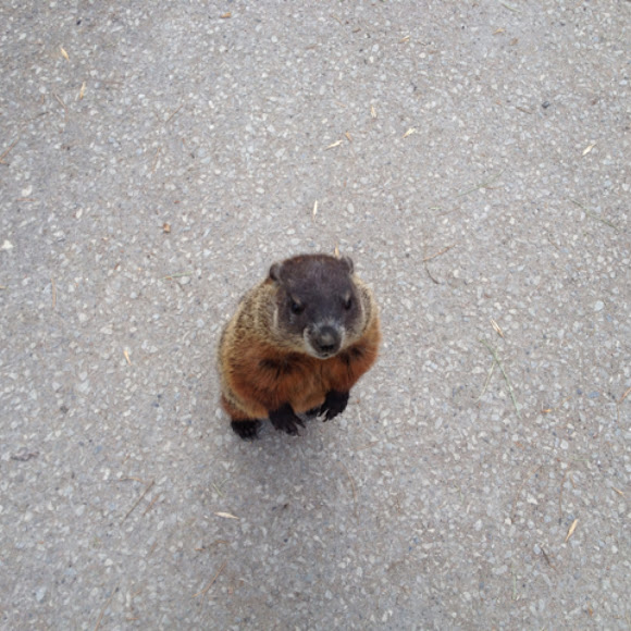 Groundhog, also known as a Woodchuck, Whistle-Pig, or in some areas as  Land-Beaver | Project Noah