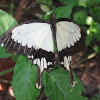 African Swallowtail/ Mocker Swallowtail
